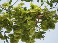 Коссо, или Птерокарпус ежовый (Pterocarpus erinaceus)