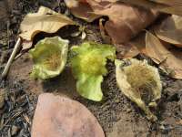Коссо, или Птерокарпус ежовый (Pterocarpus erinaceus)