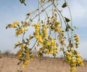 Коссо, или Птерокарпус ежовый (Pterocarpus erinaceus)