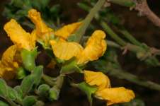 Коссо, или Птерокарпус ежовый (Pterocarpus erinaceus)