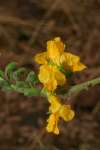 Коссо, или Птерокарпус ежовый (Pterocarpus erinaceus)