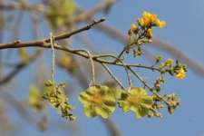 Коссо, или Птерокарпус ежовый (Pterocarpus erinaceus)