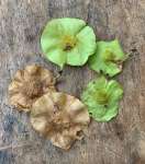 Коссо, или Птерокарпус ежовый (Pterocarpus erinaceus)