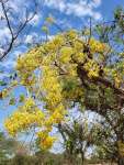 Коссо, или Птерокарпус ежовый (Pterocarpus erinaceus)