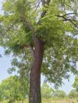 Коссо, или Птерокарпус ежовый (Pterocarpus erinaceus)