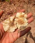 Коссо, или Птерокарпус ежовый (Pterocarpus erinaceus)