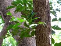 Коссо, или Птерокарпус ежовый (Pterocarpus erinaceus)