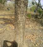Коссо, или Птерокарпус ежовый (Pterocarpus erinaceus)