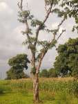 Коссо, или Птерокарпус ежовый (Pterocarpus erinaceus)