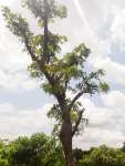 Коссо, или Птерокарпус ежовый (Pterocarpus erinaceus)