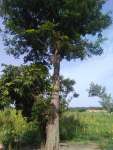 Коссо, или Птерокарпус ежовый (Pterocarpus erinaceus)