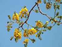 Коссо, или Птерокарпус ежовый (Pterocarpus erinaceus)