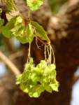 Коссо, или Птерокарпус ежовый (Pterocarpus erinaceus)