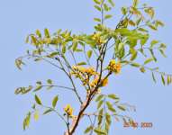Коссо, или Птерокарпус ежовый (Pterocarpus erinaceus)