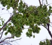 Коссо, или Птерокарпус ежовый (Pterocarpus erinaceus)