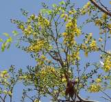 Коссо, или Птерокарпус ежовый (Pterocarpus erinaceus)