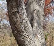 Коссо, или Птерокарпус ежовый (Pterocarpus erinaceus)