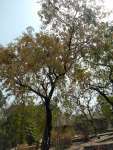 Коссо, или Птерокарпус ежовый (Pterocarpus erinaceus)