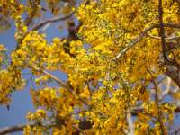 Коссо, или Птерокарпус ежовый (Pterocarpus erinaceus)
