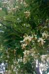 Софора японская, или Стифнолобий японский (Styphnolobium japonicum)