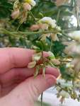 Софора японская, или Стифнолобий японский (Styphnolobium japonicum)