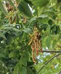 Софора японская, или Стифнолобий японский (Styphnolobium japonicum)