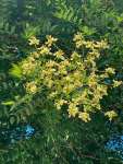 Софора японская, или Стифнолобий японский (Styphnolobium japonicum)