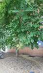 Софора японская, или Стифнолобий японский (Styphnolobium japonicum)