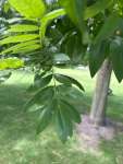 Софора японская, или Стифнолобий японский (Styphnolobium japonicum)