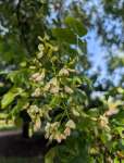 Софора японская, или Стифнолобий японский (Styphnolobium japonicum)