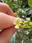 Софора японская, или Стифнолобий японский (Styphnolobium japonicum)