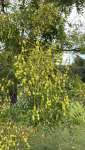Софора японская, или Стифнолобий японский (Styphnolobium japonicum)