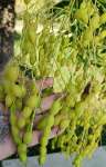 Софора японская, или Стифнолобий японский (Styphnolobium japonicum)