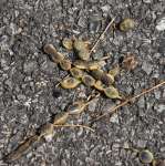 Софора японская, или Стифнолобий японский (Styphnolobium japonicum)