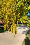 Софора японская, или Стифнолобий японский (Styphnolobium japonicum)