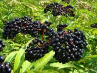 Бузина чёрная (Sambucus nigra)