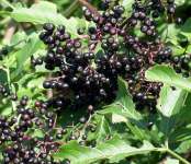 Бузина чёрная (Sambucus nigra)
