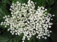 Бузина чёрная (Sambucus nigra)