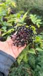 Бузина чёрная (Sambucus nigra)