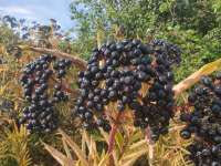 Бузина чёрная (Sambucus nigra)