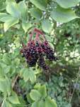 Бузина чёрная (Sambucus nigra)