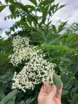 Бузина чёрная (Sambucus nigra)
