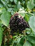 Бузина чёрная (Sambucus nigra)