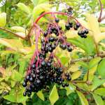 Бузина чёрная (Sambucus nigra)