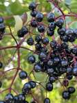 Бузина чёрная (Sambucus nigra)