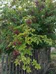 Бузина чёрная (Sambucus nigra)