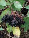 Бузина чёрная (Sambucus nigra)