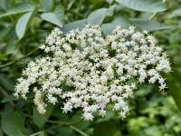 Бузина чёрная (Sambucus nigra)