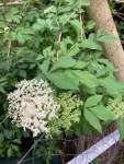 Бузина чёрная (Sambucus nigra)