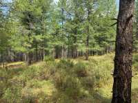 Лиственница сибирская (Larix sibirica)